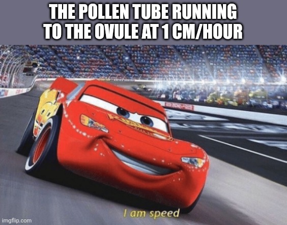 If you're confused, google | THE POLLEN TUBE RUNNING TO THE OVULE AT 1 CM/HOUR | image tagged in i am speed,biology,funny memes | made w/ Imgflip meme maker