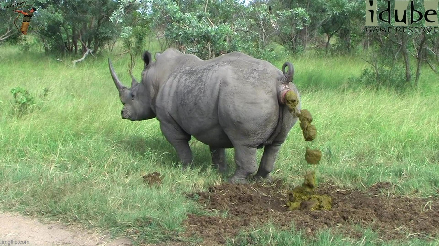 rhino poop | image tagged in rhino poop | made w/ Imgflip meme maker