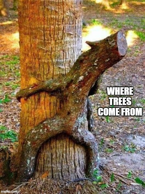 WHERE TREES COME FROM | image tagged in funny,fun,trees,humor,funny meme | made w/ Imgflip meme maker