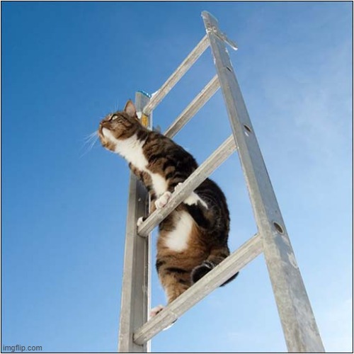 I Can See My House From Up Here ! | image tagged in cats,ladder,home | made w/ Imgflip meme maker