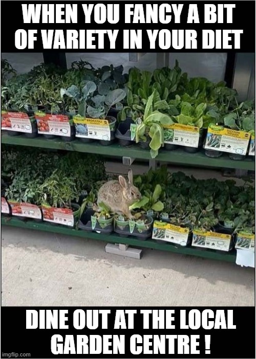 A Leaf Connoisseur ! | WHEN YOU FANCY A BIT OF VARIETY IN YOUR DIET; DINE OUT AT THE LOCAL
GARDEN CENTRE ! | image tagged in rabbits,leaves,connoisseur | made w/ Imgflip meme maker