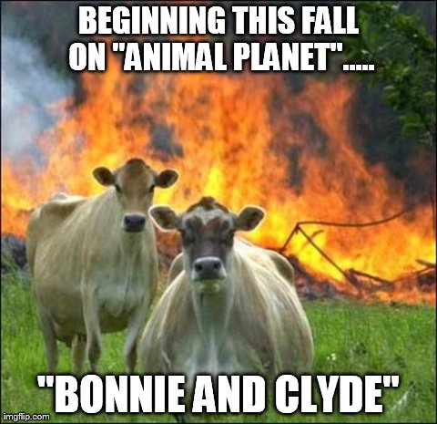 Evil Cows Meme | BEGINNING THIS FALL ON "ANIMAL PLANET"..... "BONNIE AND CLYDE" | image tagged in memes,evil cows | made w/ Imgflip meme maker