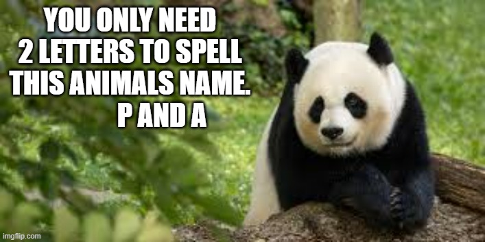 YOU ONLY NEED 2 LETTERS TO SPELL THIS ANIMALS NAME.             P AND A | image tagged in funny,fun,panda,spelling,humor,funny meme | made w/ Imgflip meme maker