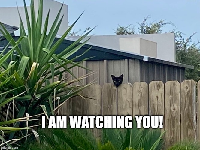 Watchcat | I AM WATCHING YOU! | image tagged in funny cats | made w/ Imgflip meme maker
