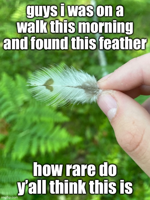 the heart is almost perfect, i BET that owl had a perfect heart somewhere | guys i was on a walk this morning and found this feather; how rare do y’all think this is | made w/ Imgflip meme maker