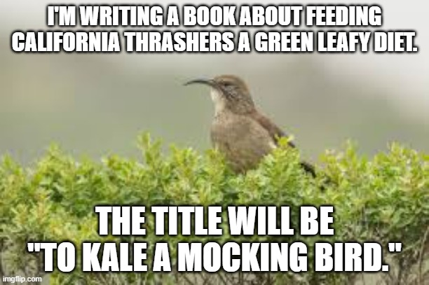 memes by Brad - My bird feeding book To Kale A Mockingbird | I'M WRITING A BOOK ABOUT FEEDING CALIFORNIA THRASHERS A GREEN LEAFY DIET. THE TITLE WILL BE "TO KALE A MOCKING BIRD." | image tagged in funny,fun,birds,book,feeding,humor | made w/ Imgflip meme maker