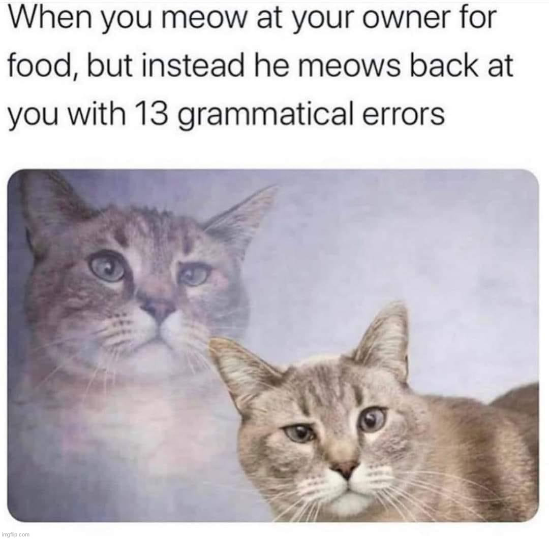 Speaking Cat | image tagged in cats | made w/ Imgflip meme maker