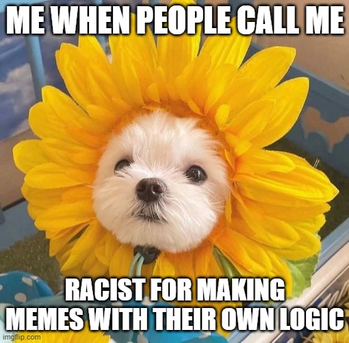 I am a racist sexist for pointing out Democrat policy flaws and diminished returns | ME WHEN PEOPLE CALL ME; RACIST FOR MAKING MEMES WITH THEIR OWN LOGIC | image tagged in racist,diversity,sexist,tds,trump derangement syndrome,homophobic | made w/ Imgflip meme maker