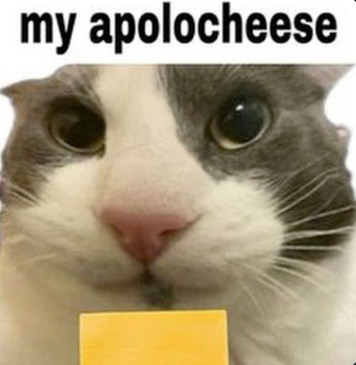 High Quality my apolocheese Blank Meme Template