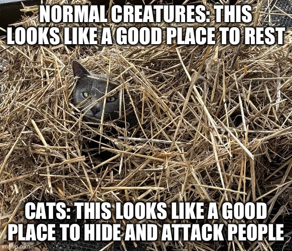 Cat hiding | NORMAL CREATURES: THIS LOOKS LIKE A GOOD PLACE TO REST; CATS: THIS LOOKS LIKE A GOOD PLACE TO HIDE AND ATTACK PEOPLE | image tagged in attack,straw,cat | made w/ Imgflip meme maker