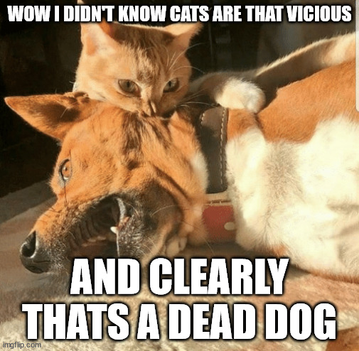 Ahhhhh cats and dogs are fighting again!!!! pls upvote im not begging | WOW I DIDN'T KNOW CATS ARE THAT VICIOUS; AND CLEARLY THATS A DEAD DOG | image tagged in cat vs dog | made w/ Imgflip meme maker