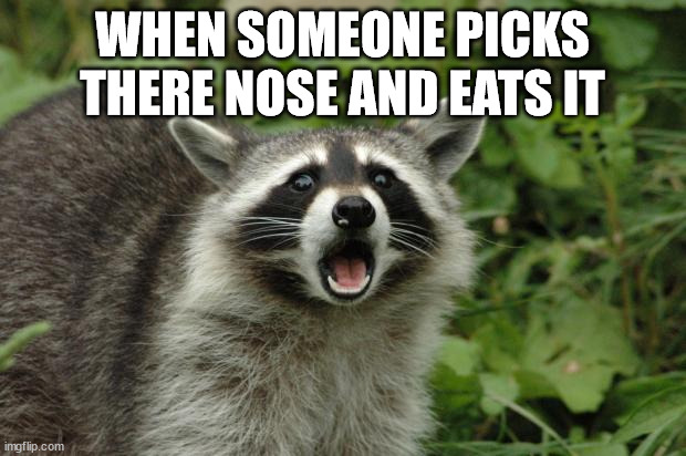 ewwwwww | WHEN SOMEONE PICKS THERE NOSE AND EATS IT | image tagged in surpised raccoon | made w/ Imgflip meme maker