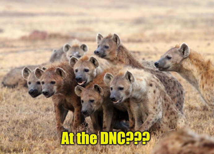 Wonder what's on tonight's menu... | At the DNC??? | image tagged in hungry hyenas | made w/ Imgflip meme maker