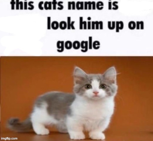 This cat’s name is | image tagged in this cat s name is | made w/ Imgflip meme maker