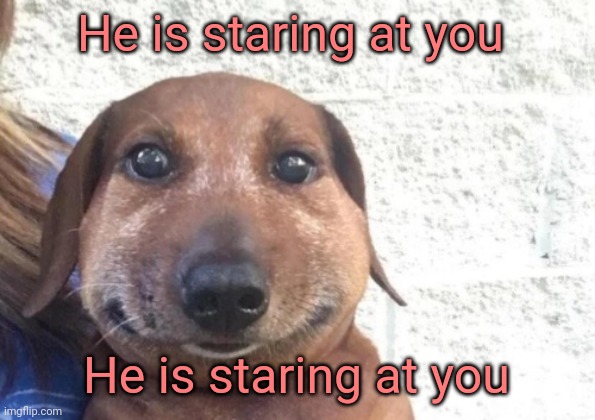 he is staring at you | He is staring at you; He is staring at you | image tagged in he is staring at you | made w/ Imgflip meme maker