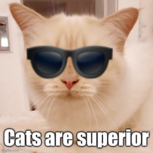 I'm more of a "cat person", if you know what I mean... | Cats are superior | image tagged in cat with sunglasses emoji | made w/ Imgflip meme maker