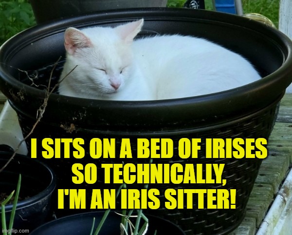 Potted Cat | I SITS ON A BED OF IRISES
SO TECHNICALLY,
I'M AN IRIS SITTER! | image tagged in potted cat | made w/ Imgflip meme maker