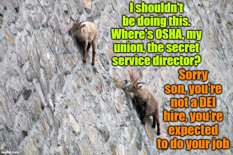 Goats laugh at sloped roofs | I shouldn't be doing this. Where's OSHA, my union, the secret service director? Sorry son, you're not a DEI hire, you're expected to do your job | image tagged in trump,biden,maga,elections,affirmative action | made w/ Imgflip meme maker