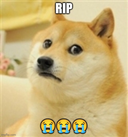 Nooooo | RIP; 😭😭😭 | image tagged in sad doge | made w/ Imgflip meme maker