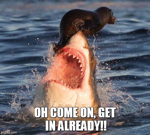 Travelonshark Meme | OH COME ON, GET IN ALREADY!! | image tagged in memes,travelonshark | made w/ Imgflip meme maker