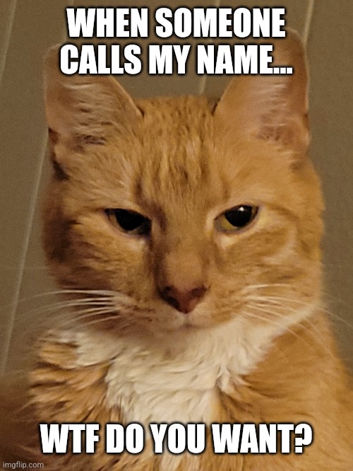 cats with attitude | WHEN SOMEONE CALLS MY NAME... WTF DO YOU WANT? | image tagged in cats | made w/ Imgflip meme maker