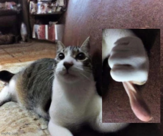 Thumb cat | image tagged in thumb cat | made w/ Imgflip meme maker