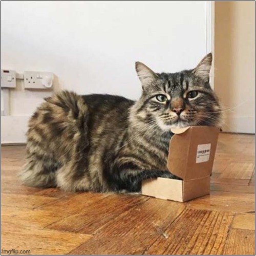 A Box Is A Box ! | image tagged in cats,boxes | made w/ Imgflip meme maker