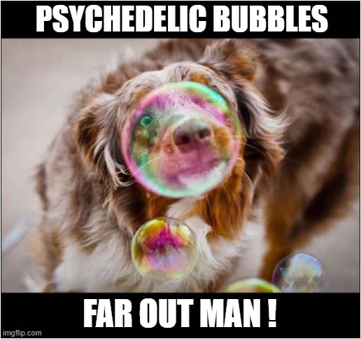 Wow ! | PSYCHEDELIC BUBBLES; FAR OUT MAN ! | image tagged in dogs,psychedelic,bubbles | made w/ Imgflip meme maker