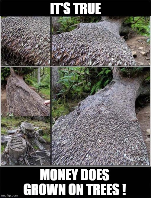 It's Not A Myth ! | IT'S TRUE; MONEY DOES GROWN ON TREES ! | image tagged in money,growing,trees | made w/ Imgflip meme maker