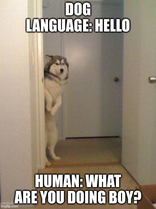 shy husky | DOG LANGUAGE: HELLO; HUMAN: WHAT ARE YOU DOING BOY? | image tagged in shy husky | made w/ Imgflip meme maker