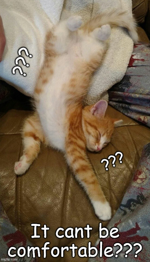 HUH????? | ??? ??? It cant be comfortable??? | image tagged in cat | made w/ Imgflip meme maker