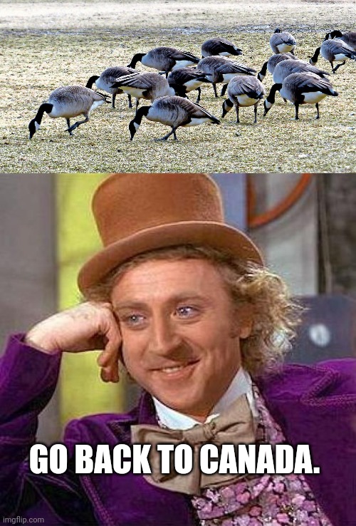 Stupid Canadian Geese | GO BACK TO CANADA. | image tagged in memes,creepy condescending wonka,that's racist | made w/ Imgflip meme maker