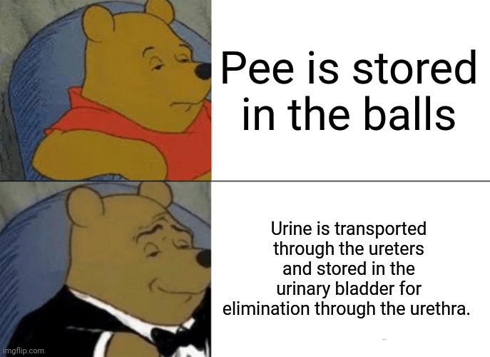 Pee is stored in the balls, balls, balls, balls.... | Pee is stored in the balls; Urine is transported through the ureters and stored in the urinary bladder for elimination through the urethra. | image tagged in memes,tuxedo winnie the pooh,daft punk | made w/ Imgflip meme maker