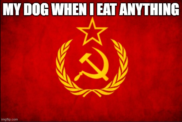 MY DOG WHEN I EAT ANYTHING | image tagged in memes | made w/ Imgflip meme maker