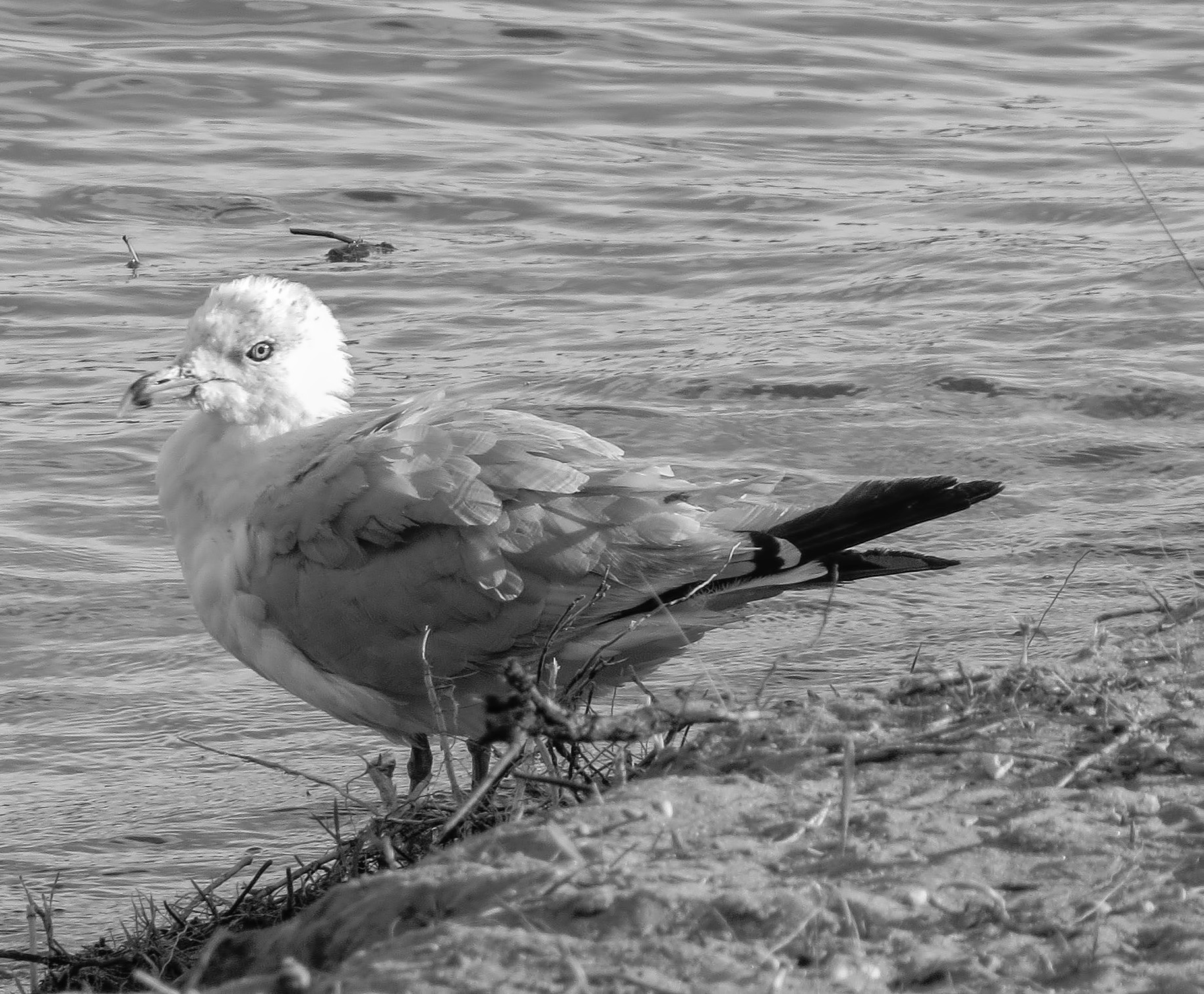 Angry Gull Blank Meme Template