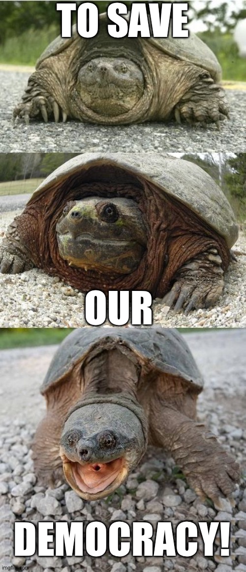 Bad Pun Tortoise | TO SAVE DEMOCRACY! OUR | image tagged in bad pun tortoise | made w/ Imgflip meme maker