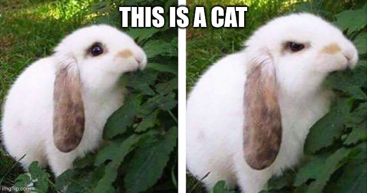 angry bunny | THIS IS A CAT | image tagged in angry bunny | made w/ Imgflip meme maker