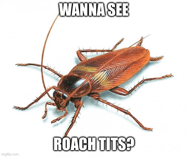 Cockroach | WANNA SEE ROACH TITS? | image tagged in cockroach | made w/ Imgflip meme maker