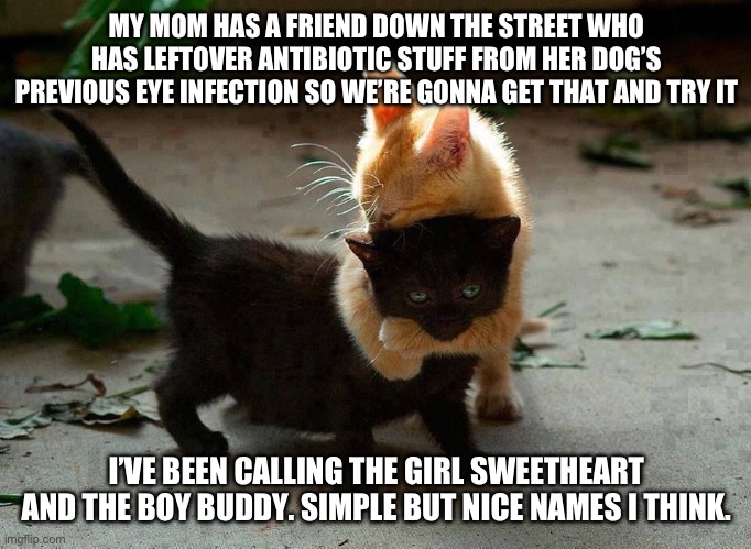 kitten hug | MY MOM HAS A FRIEND DOWN THE STREET WHO HAS LEFTOVER ANTIBIOTIC STUFF FROM HER DOG’S PREVIOUS EYE INFECTION SO WE’RE GONNA GET THAT AND TRY IT; I’VE BEEN CALLING THE GIRL SWEETHEART AND THE BOY BUDDY. SIMPLE BUT NICE NAMES I THINK. | image tagged in kitten hug,antibiotic ointment | made w/ Imgflip meme maker