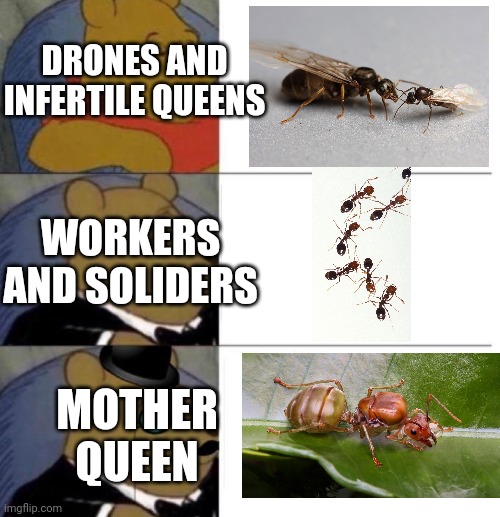 The ant colony hierarchy: | DRONES AND INFERTILE QUEENS; WORKERS AND SOLIDERS; MOTHER QUEEN | image tagged in ants,hymenoptera | made w/ Imgflip meme maker