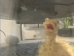 High Quality Screaming duck Blank Meme Template