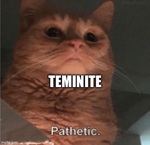 Pathetic Cat | TEMINITE | image tagged in pathetic cat | made w/ Imgflip meme maker