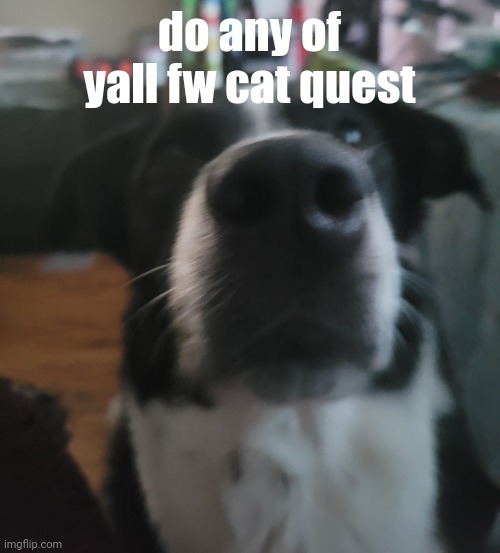 tweaks dock | do any of yall fw cat quest | image tagged in tweaks dock | made w/ Imgflip meme maker