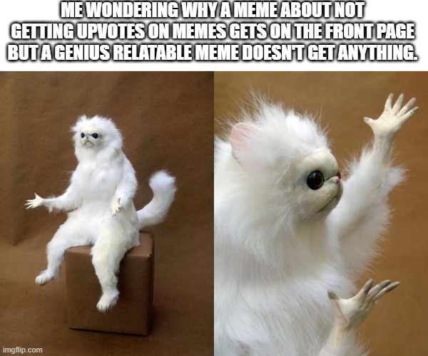 And this meme will be number 1 for all I know :/ | ME WONDERING WHY A MEME ABOUT NOT GETTING UPVOTES ON MEMES GETS ON THE FRONT PAGE BUT A GENIUS RELATABLE MEME DOESN'T GET ANYTHING. | image tagged in memes,persian cat room guardian,funny,funny memes,why,stop reading the tags | made w/ Imgflip meme maker