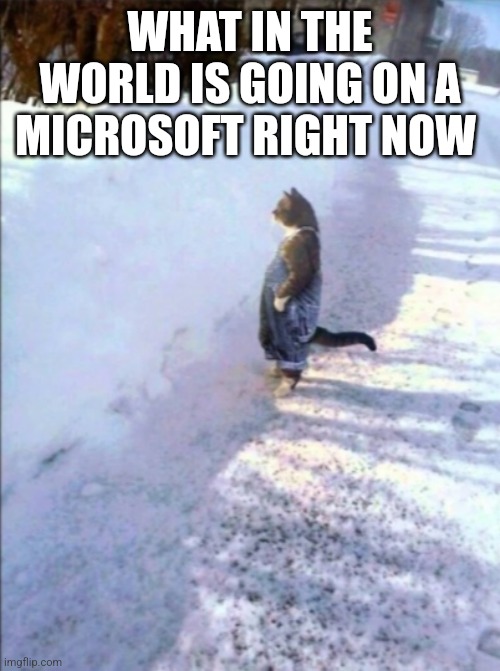 Cat in snow | WHAT IN THE WORLD IS GOING ON A MICROSOFT RIGHT NOW | image tagged in cat in snow | made w/ Imgflip meme maker