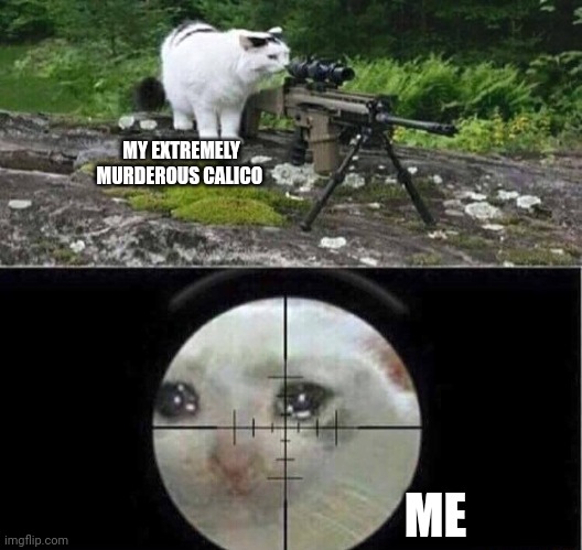 Sniper cat | MY EXTREMELY MURDEROUS CALICO; ME | image tagged in sniper cat | made w/ Imgflip meme maker