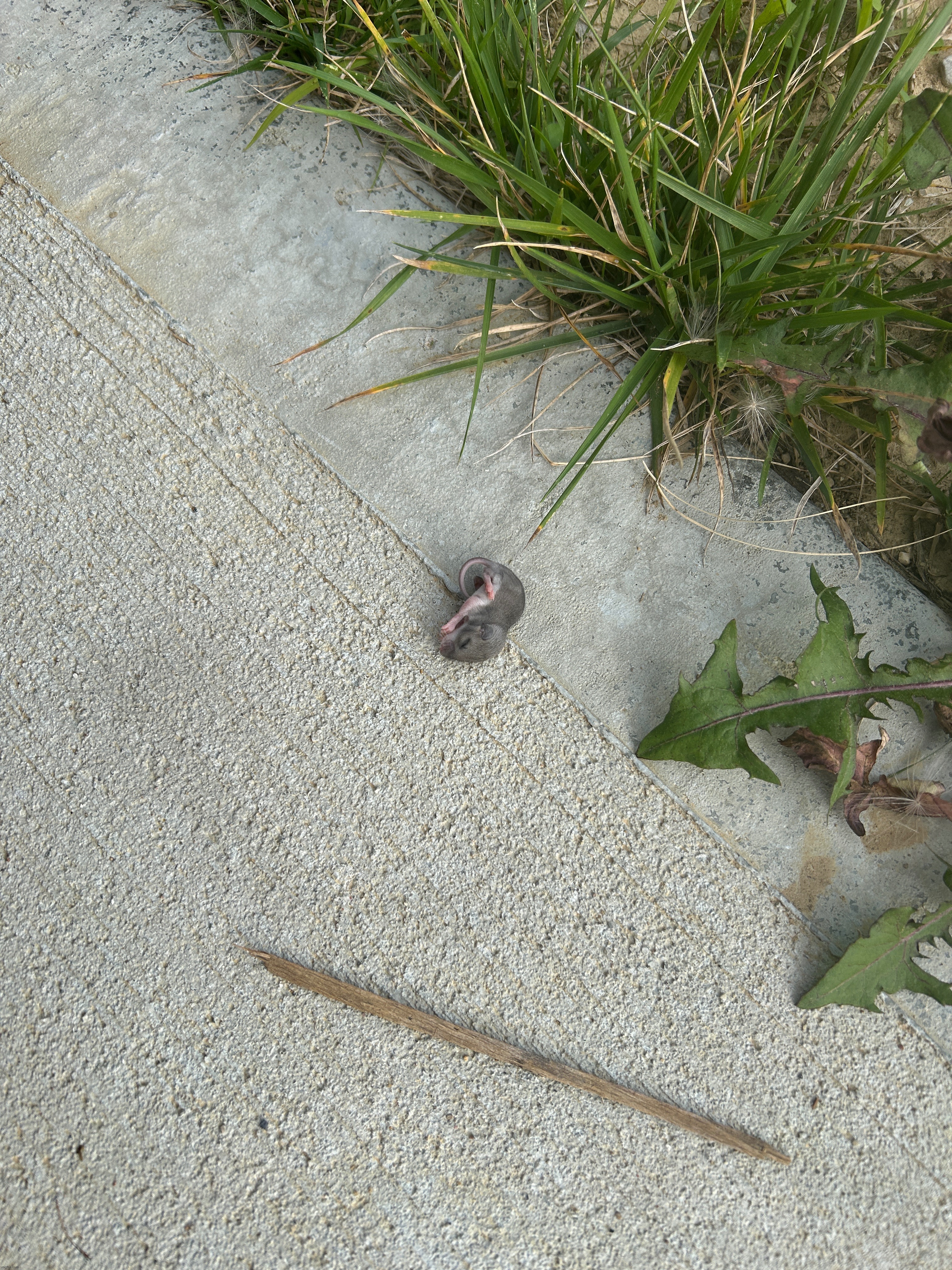 Baby mouse found outside on my driveway | made w/ Imgflip meme maker