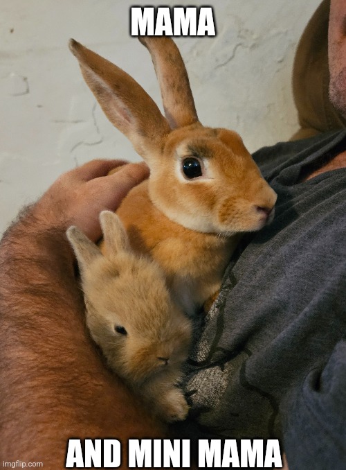 LITTLE GUY IS LOOKING MORE LIKE HIS DAD NOW | MAMA; AND MINI MAMA | image tagged in bunny,rabbit,bunnies,rabbits | made w/ Imgflip meme maker