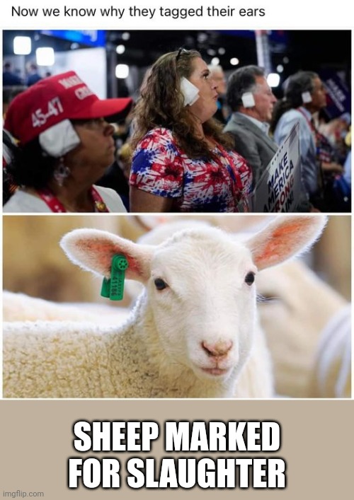 sheep | SHEEP MARKED
FOR SLAUGHTER | image tagged in sheep,slaughter | made w/ Imgflip meme maker