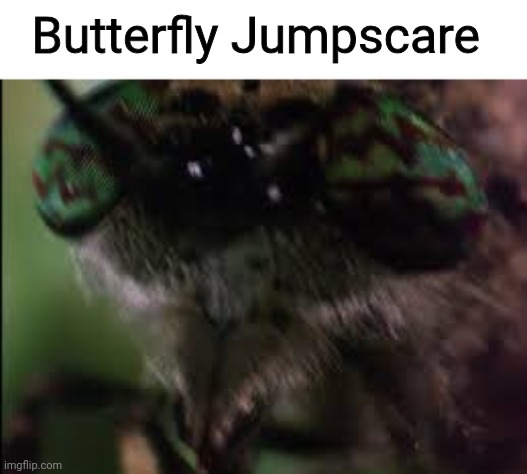 Butterfly Jumpscare | made w/ Imgflip meme maker